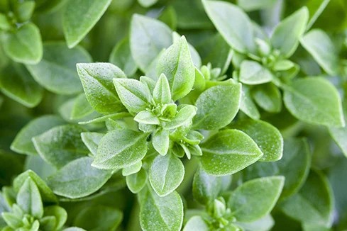 Nahaufnahme von Basilikumblättern